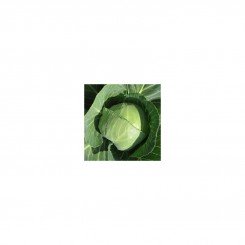 Престар F1 семена капусты белокочанной (Takii Seeds)