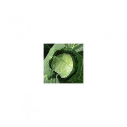 Престар F1 насіння капусти білокачанної (Takii Seeds)