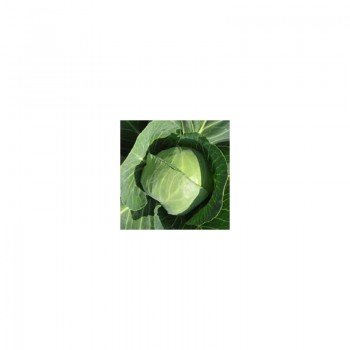 Престар F1 семена капусты белокочанной (Takii Seeds)