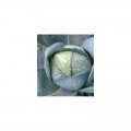 Престар F1 семена капусты белокочанной (Takii Seeds)