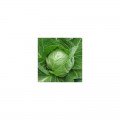 Престар F1 насіння капусти білокачанної (Takii Seeds)