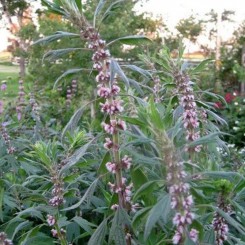 Пустырник сердечный семена (GL Seeds)