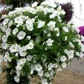 Рамблін F1 біла (white) насіння петунії каскадної (Syngenta)