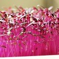 Ред Микс (5 урожаев) набор семян микрозеленых (Agrocity)