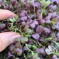 Ред Микс (5 урожаев) набор семян микрозеленых (Agrocity)