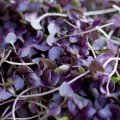 Ред Микс (5 урожаев) набор семян микрозеленых (Agrocity)