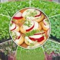 Редиска насіння мікрозелена (Seedera)