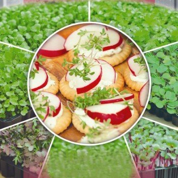 Редиска насіння мікрозелена (Seedera)