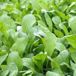 Рокет салат семена рукколы широколиственные