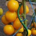 Ромус насіння помідора індетермінантного (Moravoseed)