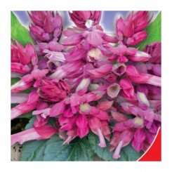 Розовое сияние семян сальвии (GL Seeds)
