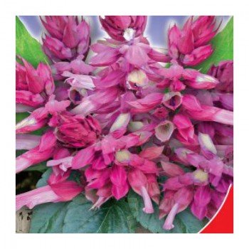 Рожеве сяйво насіння сальвії (GL Seeds)