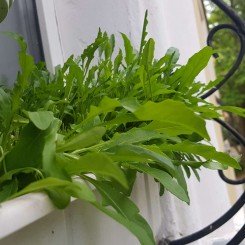 Уайлд Рокет (Рукола дикая) семена рукколы