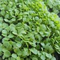 Уайлд Рокет (Рукола дика) насіння руколи