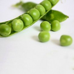 Сабрина насіння гороху (Syngenta)
