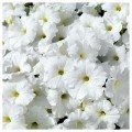 Саксес F1 біла (white) насіння петунії грандіфлора (Benary)
