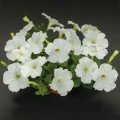 Саксес F1 біла (white) насіння петунії грандіфлора (Benary)
