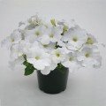 Саксес F1 біла (white) насіння петунії грандіфлора (Benary)