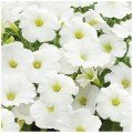 Саксес F1 біла (white) насіння петунії грандіфлора (Benary)