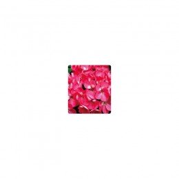 Салют Rose насіння пеларгонії зональної (Kitano Seeds)