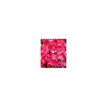 Салют Rose семена пеларгонии зональной (Kitano Seeds)