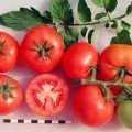 Санька насіння помідора детермінантного (Геліос)