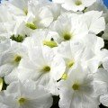 Селебріті F1 біла (white) насіння петунії мультифлора (Benary)