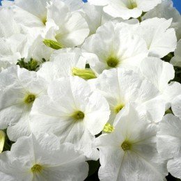 Селебрити F1 белая (white) семена петунии мультифлора (Benary)