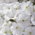 Селебріті F1 біла (white) насіння петунії мультифлора (Benary)