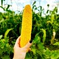 Сетенель F1 насіння кукурудзи солодкої (Clause)