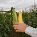 Сетенель F1 насіння кукурудзи солодкої (Clause)