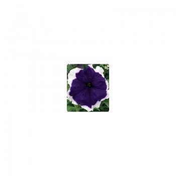 Серенада Блу (Blue) семян крупноцветковой петунии (Kitano Seeds)