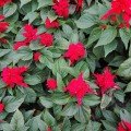 Шавлія сяючий червоний (red) насіння одноріч. (Moravoseed)