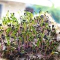 Шпинат насіння мікрозелене (Agrocity)