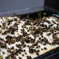 Шпинат насіння мікрозелене (Agrocity)
