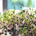 Шпинат насіння мікрозелене (Agrocity)