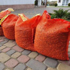 Штутгард сеянка лука
