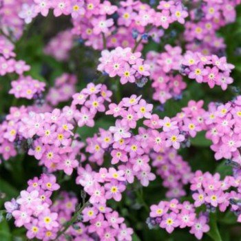 Сільва рожева (pink) насіння незабудки (Benary)