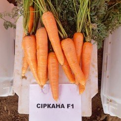 Сіркан F1 (1,6-1,8) насіння моркви Нантес середньої 110-120 дн. 18-21 см (Nunhems)