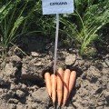 Сіркан F1 (1,6-1,8) насіння моркви Нантес середньої 110-120 дн. 18-21 см (Nunhems)