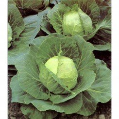 Слава насіння капусти білокачанної (Hortus)