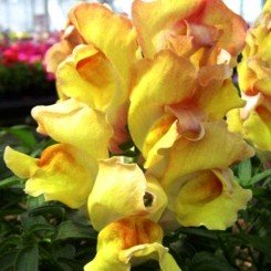 Снеппи F1 персиковый (peach) семена антиринума карликового (Hem Genetics)
