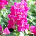 Снеппі F1 рожевий (pink) насіння антірінума карликового (Hem Genetics)