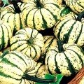 Солодкі галушки насіння гарбуза декоративного (професійне насіння)