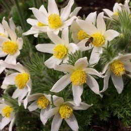 Сон-трава біла (white) насіння (Hem Zaden)