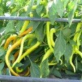 Спіраль F1 насіння гіркого перцю (Spark Seeds)