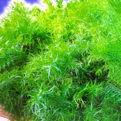 Спренгеры семян аспарагуса комнатного (GL Seeds)