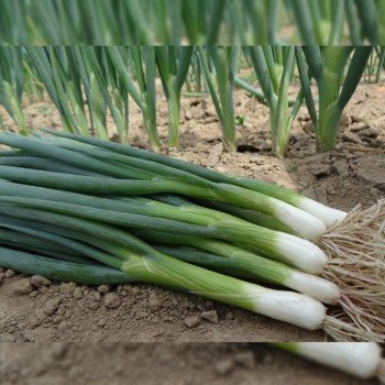 Страда насіння цибулі шніт (Moravoseed)