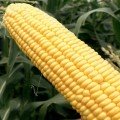 Стронгстар F1 насіння кукурудзи суперсолодкої Sh2 ранньої 71 дн. 23 см 18 р (Syngenta)