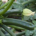 Супремо F1 семена цуккини (Syngenta)